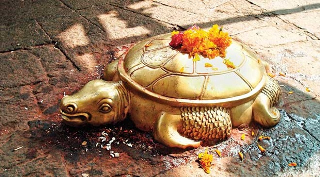 tortoise inmarathi