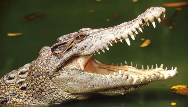 babia crocodile inmarathu