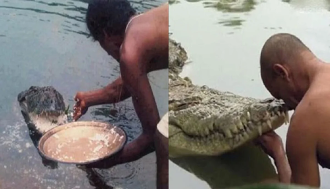 veg crocodile inmarathi