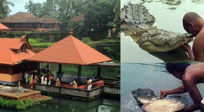 vegterian crocodile featured inmarathi