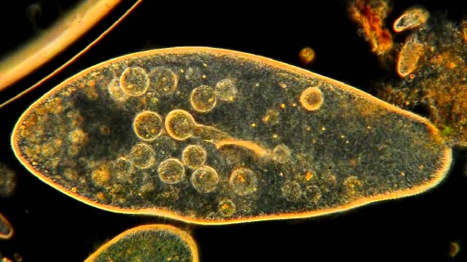 paramecium inmarathi