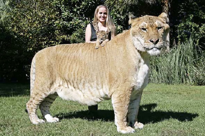 liger inmarathi2