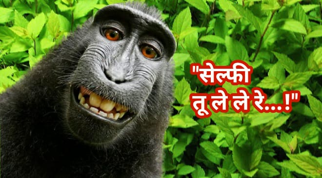 monkey-selfie-featured-inmarathi