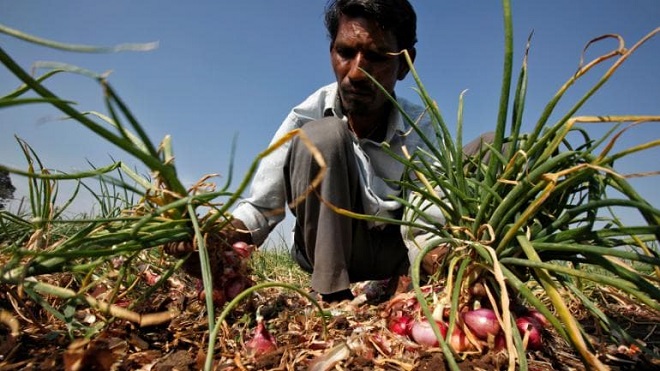onion farmers inmarathi1