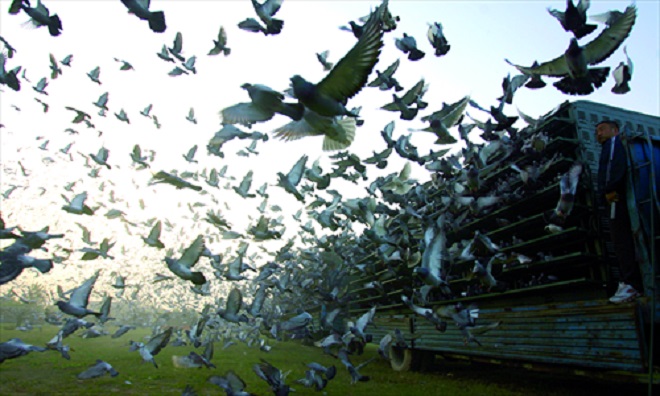 pigeon race china inmarathi