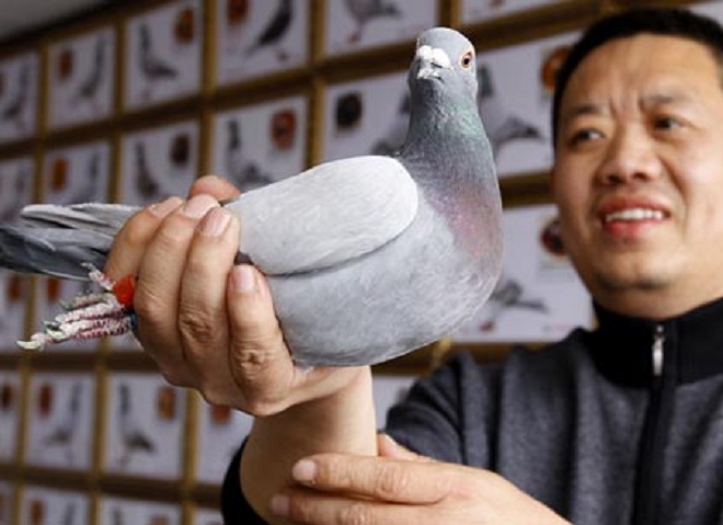 pigeon race china inmarathi1