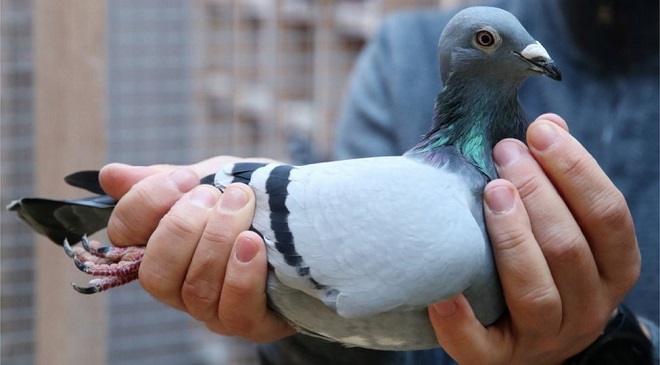 pigeon race china inmarathi2