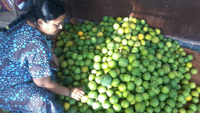fruits farming inmarathi