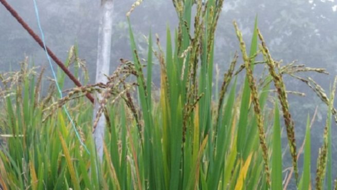 rice crop inmarathi1