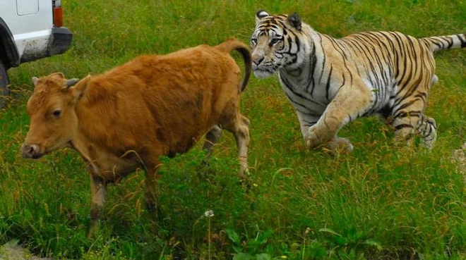 tiger and cow inmarathi