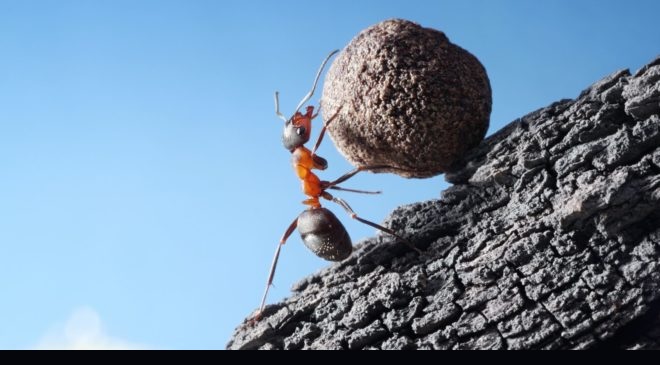 Ant success im