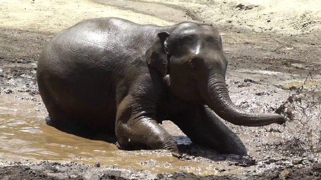 elephant in mud inmarathi