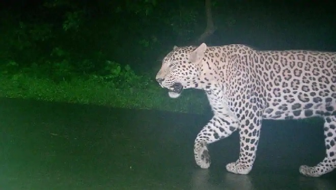 leopard inmarathi