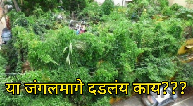 1700 trees jungle on roof top inmarathi
