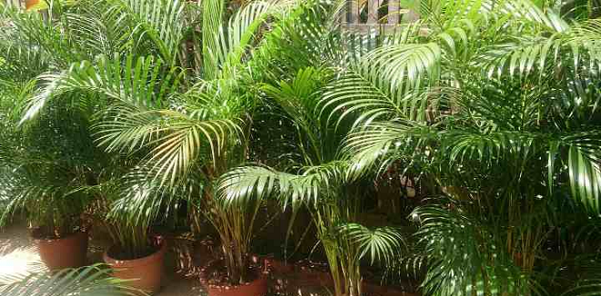 areca palm inmarathi