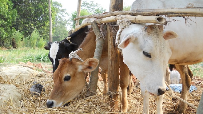 cows inmarathi