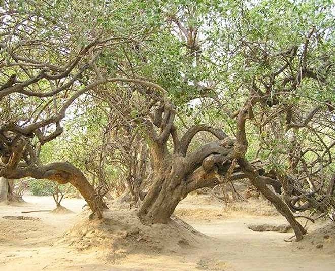 tree at nidhivan inmarathi