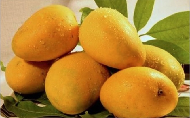 badami mango inmarathi