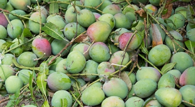 bharat mango inmarathi