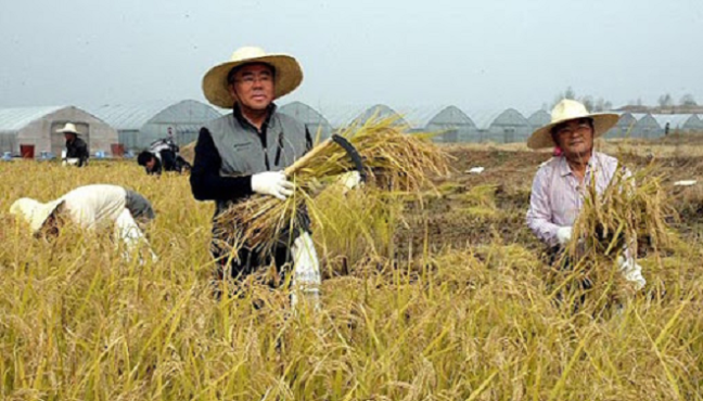 rice farmers inmarathi