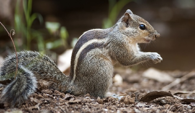 squirrel inmarathi