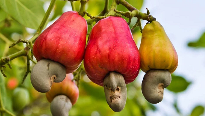 cashew inmarathi