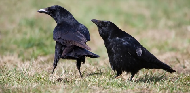 crows inmarathi
