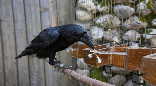smart crow inmarathi