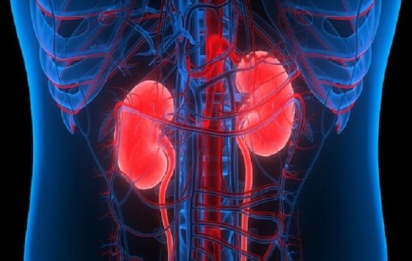 kidney inmarathi