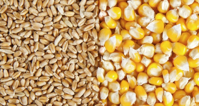 wheat and corn inmarathi
