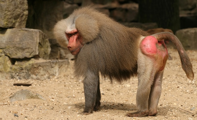 baboon inmarathi