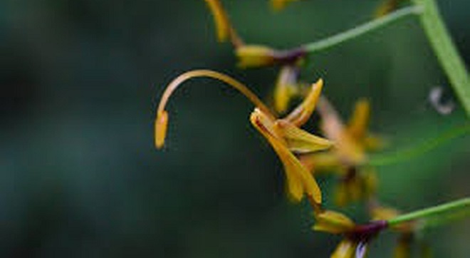 hansa flower inmarathi