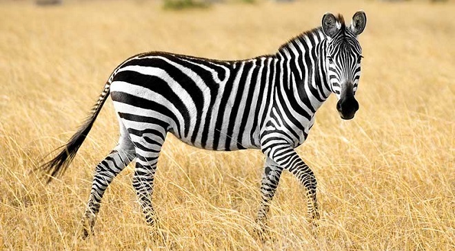 zebra inmarathi3