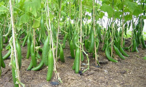 cucumber im1