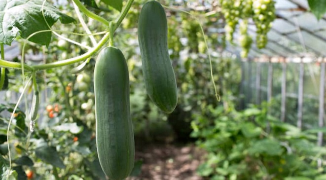 cucumber im2