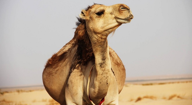camel 3 IM