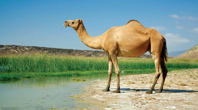 camel 4 IM
