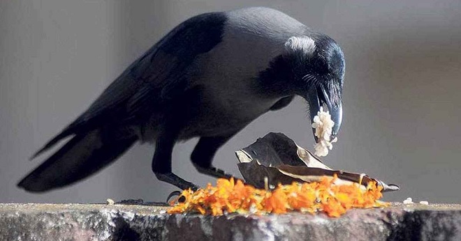 crow IM