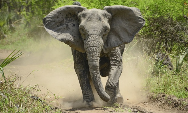 elephant IM