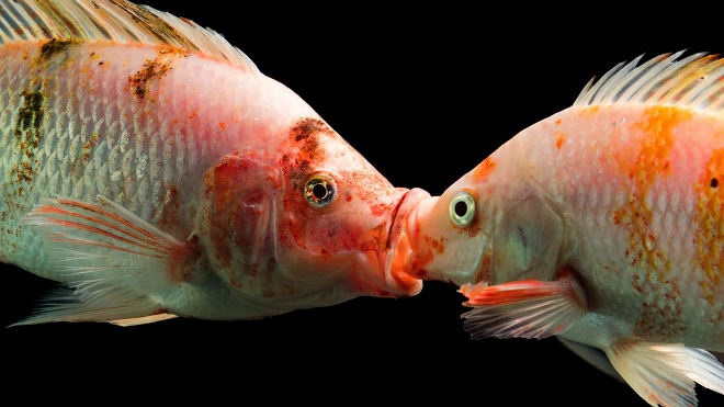 fish mating IM