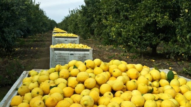 lemon farming im