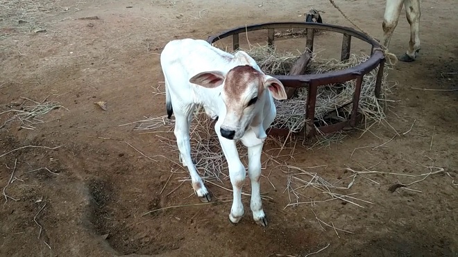 indian calf IM