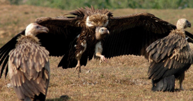 vultures im 5