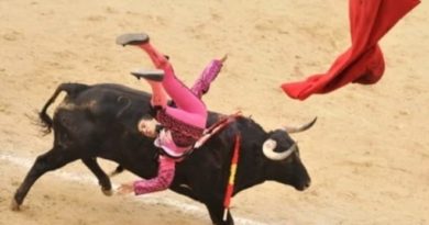 bull race 2 im